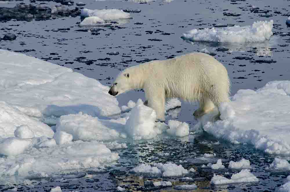 Oso Polar - islas Svalbard - Noruega 01.jpg